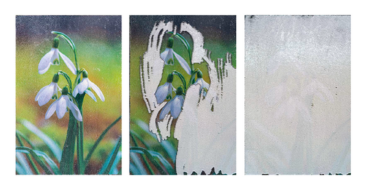 Schneeglöcken (Frühling)