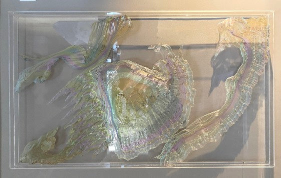 C.Fluidum