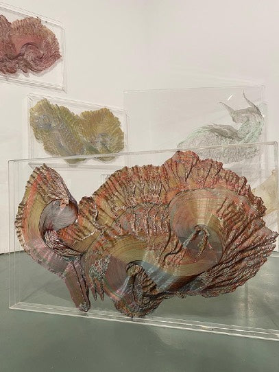 C.Fluidum